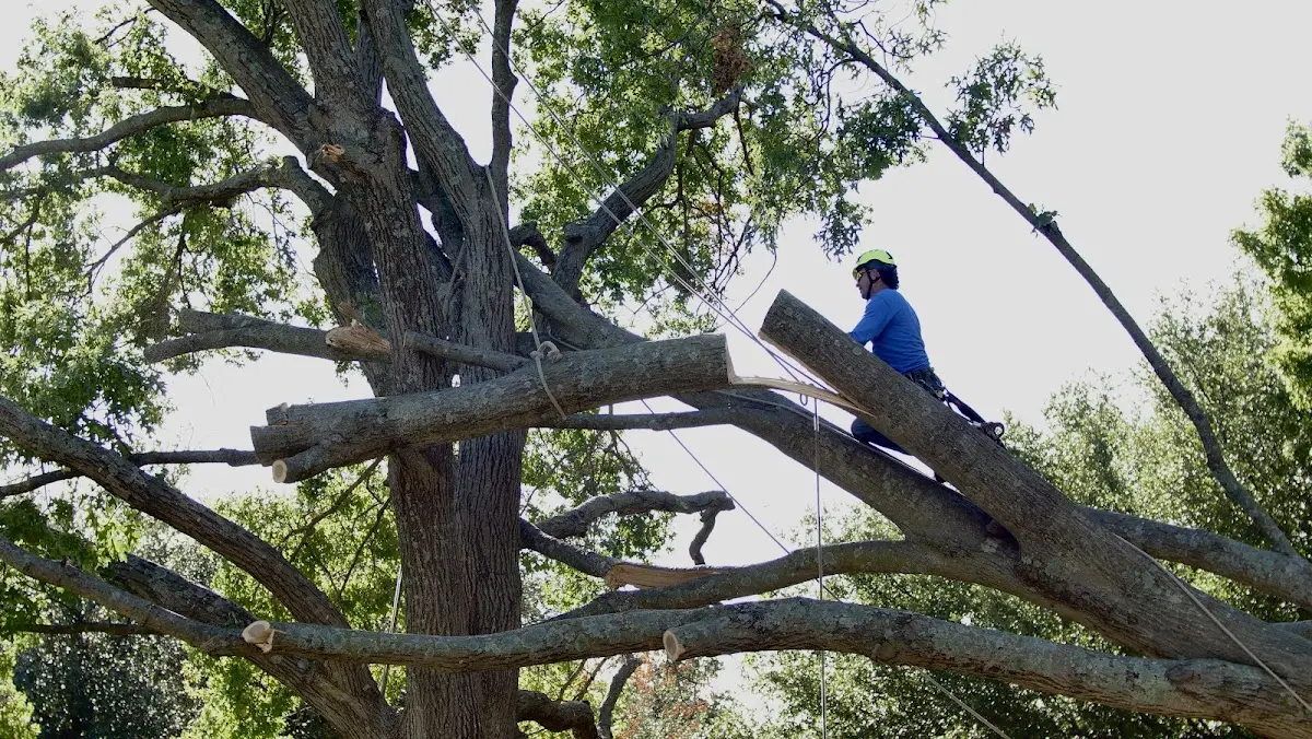 Professional Hazardous Tree Removal performed by certified arborists in Ewing