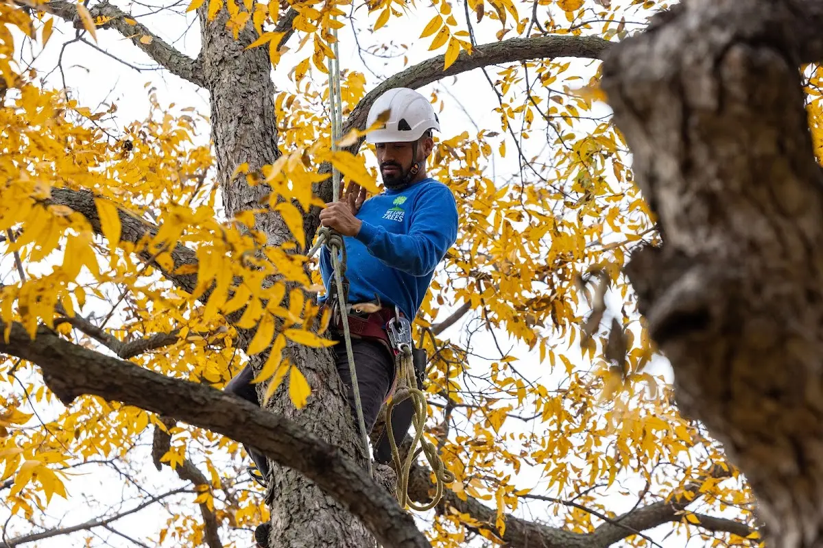 Skilled Tree Planing crew working in Ewing